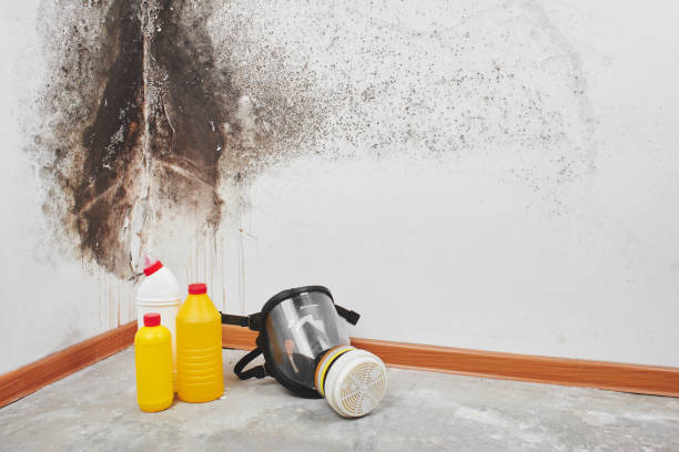 Best Basement Mold Remediation in Dodson Branch, TN