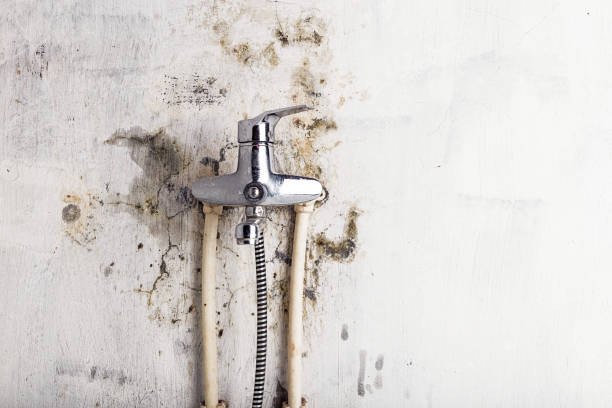 Best Post-Flood Mold Remediation in Dodson Branch, TN