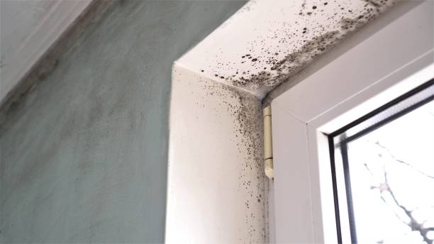 Best Mold Remediation for Schools in Dodson Branch, TN